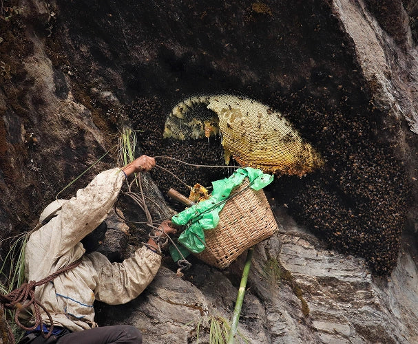 Close-up of dark amber Himalayan mad honey being poured from a spoon.